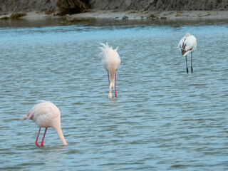 Flamingo in natural habitat close-up
