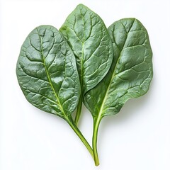 Obraz premium Fresh Spinach Leaves - Three Vibrant Green Spinach Leaves with Detailed Veins and Stems on a White Background