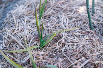 秋の家庭菜園に植えたニンニク
