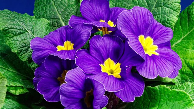 Timelapse of Spring Flower Blossom. Primula Vulgaris. Blooming Primrose Flower on a Black Background. Yellow and Violet Primula Blossoming and Wilting