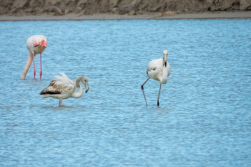 Flamingo in natural habitat close-up
