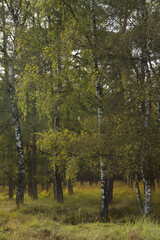 Obraz premium a forest with birch trees vertical, birch forest in summer upright, birch forest, sunbeams on birch trees, birches upright, wild meadow on the floor