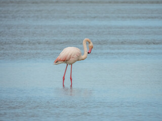 Flamingo in natural habitat close-up
