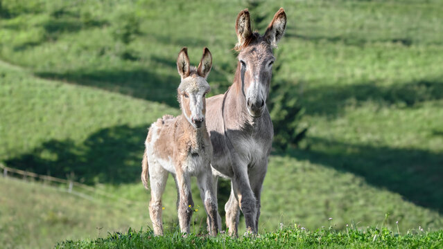 Baby Donkey Posing Together With Its Mother