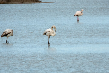 Flamingo in natural habitat close-up
