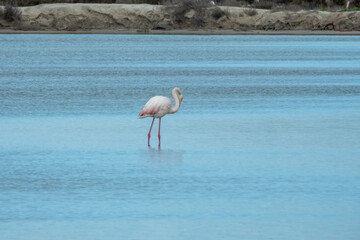 Flamingo in natural habitat close-up
