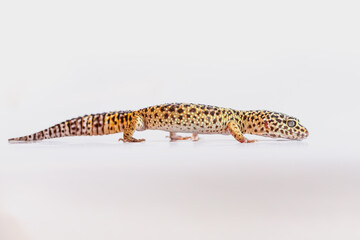 Yellow leopard gecko studio shot on white