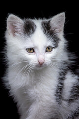 Portrait of a black and white kitty staring to a camera, studio shot, black background