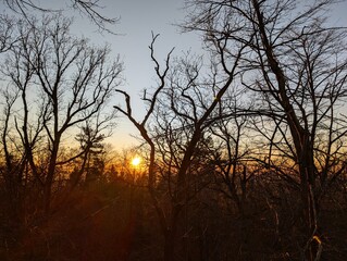 sunset in the forest