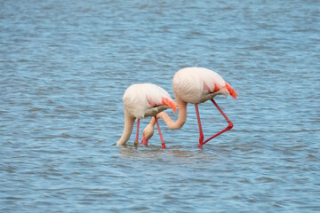 Flamingo in natural habitat close-up
