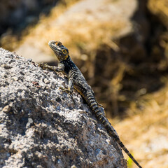 Close - up of lizard on a rock in Kos town, Kos island, Greece