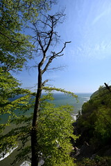 Obraz premium Insel Rügen, Landschaft nördlich des Königsstuhls