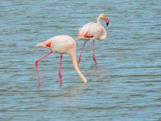 Obraz premium Flamingo in natural habitat close-up 