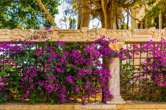 Bougainvillea with old restore remains of colonnade in old Kos town, Kos island, Greece