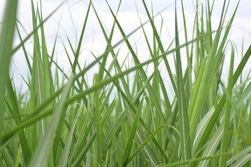 fresh green leaves photo for nature background