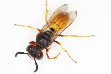 Digger wasp, Philanthus triangulum, European beewolf, Bee-killer wasp