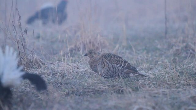 Black grouse (Lyrurus tetrix) female in the field