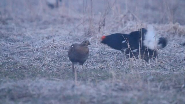 Black grouse (Lyrurus tetrix) female in the field