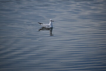 seagull on the water, bird