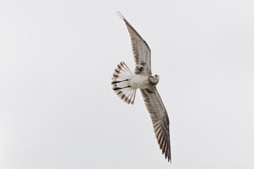 Seagull Soaring Free through the Sky