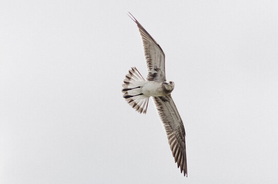 Seagull Soaring Free through the Sky
