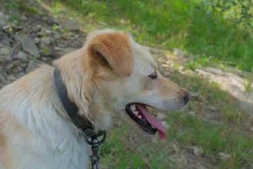 Portret psa © Stefan