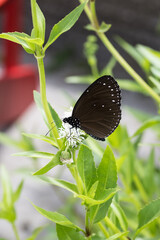 A blue-banded king crow (Euploea eunice hobsoni) butterfly on the flower.