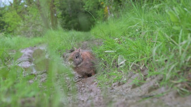 Domestic rabbit or bunny on a green spring meadow in nature, cute animal wildlife, pet on a farm