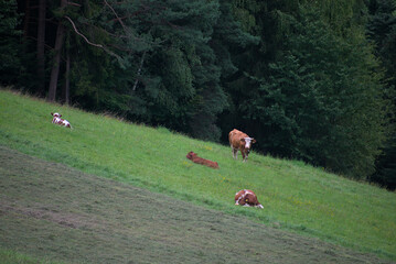 Krowy na zielonym pastwisku © Stefan