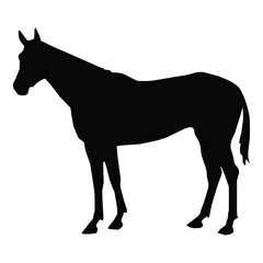 Obraz premium horse silhouette vector