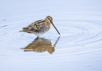 Wilson's Snipe in the water at Merritt Island National Wildlife Refuge, Florida.