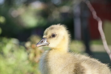 close up of a goose