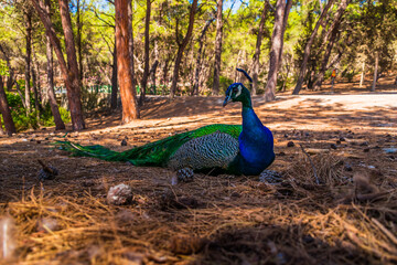 Wild male Peacock sitting in Plaka forest park on Kos island, Greece