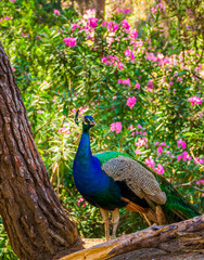 Fototapeta premium Wild male Peacock in Plaka forest park on Kos island, Greece