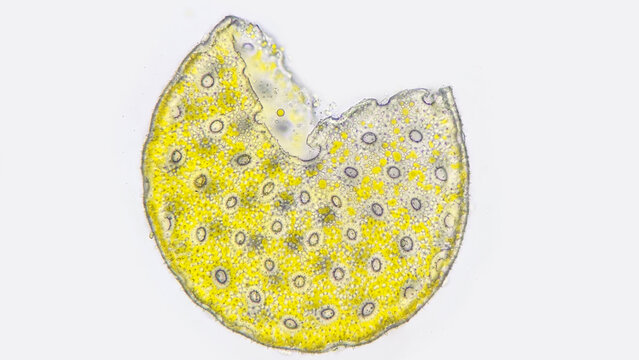 A lysed pollen grains of Four-o-clock or Marvel of Peru (Mirabilis jalapa) under microscope. Fresh sample without staining. Stacked photo