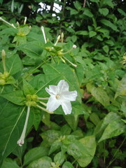 Wildflower in Lush Green Foliage. Close-Up of Flower in Natural Green Background. Nature Photography - Delicate Greens Leaves in the Wild. Botanical Close-Up of Blossom with Green Leaves. Green Forest