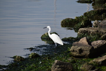 Little egret
