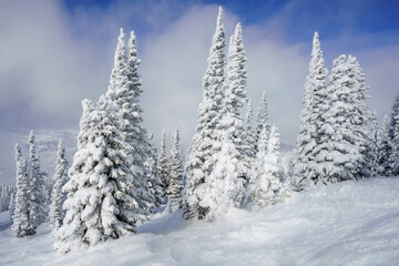 Naklejka premium Snow covered fir trees and ski tracks at Steamboat Colorado ski area with blue cloudy skies
