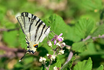 wild animals.photos of various butterflies.