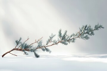 Obraz premium A delicate pine branch rests on a white surface, bathed in soft light, creating a serene and minimalist scene.