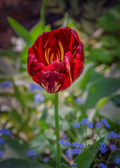 Obraz premium Blooming dark red tulip with striped pattern in the garden.