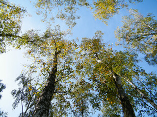 autumn trees birchs in the forest and blue sky
