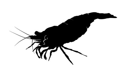 shrimp silhouette, side view - vector illustration