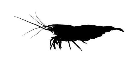 shrimp silhouette, side view - vector illustration