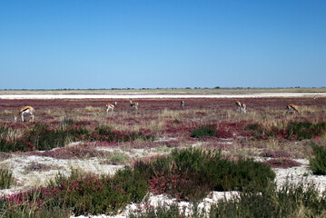 Springbok grazing on purple grass in Sossusvlei in the Namib Desert, Namibia 