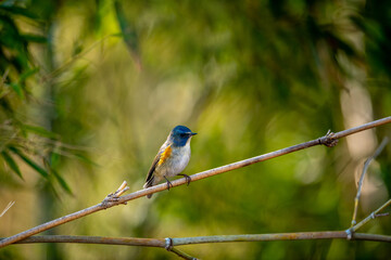 Blue-tailed Nightingale (Tarsiger cyanurus). Japan.