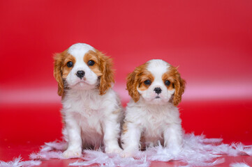 small dog puppy cavalier king charles spaniel on red background with feathers. valentine's day card