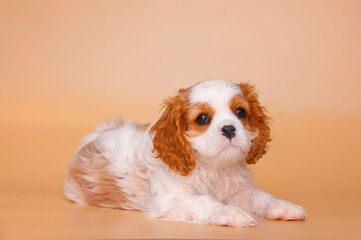 small cavalier king charles spaniel puppy on beige background isolated