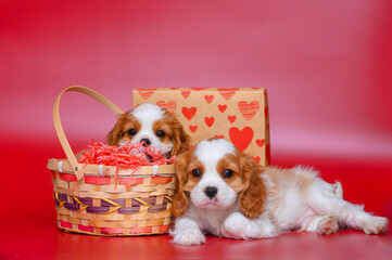 small dog puppy cavalier king charles spaniel on red background with feathers. valentine's day card