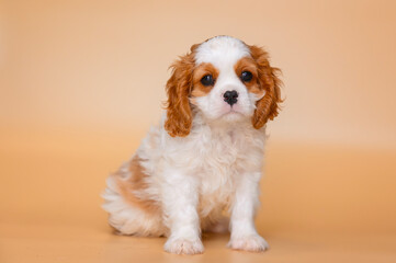 small cavalier king charles spaniel puppy on beige background isolated